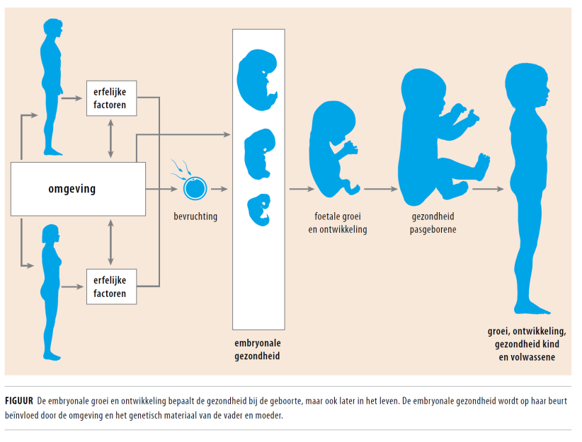 Het kwetsbare begin: embryonale en foetale