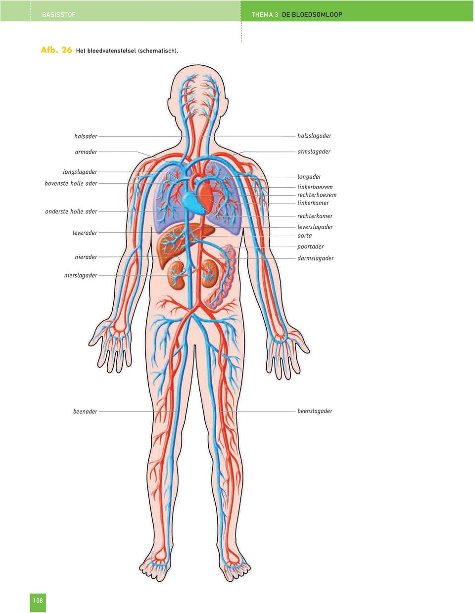 holle ader leverader nierader longader linkerboezem rechterboezem linkerkamer