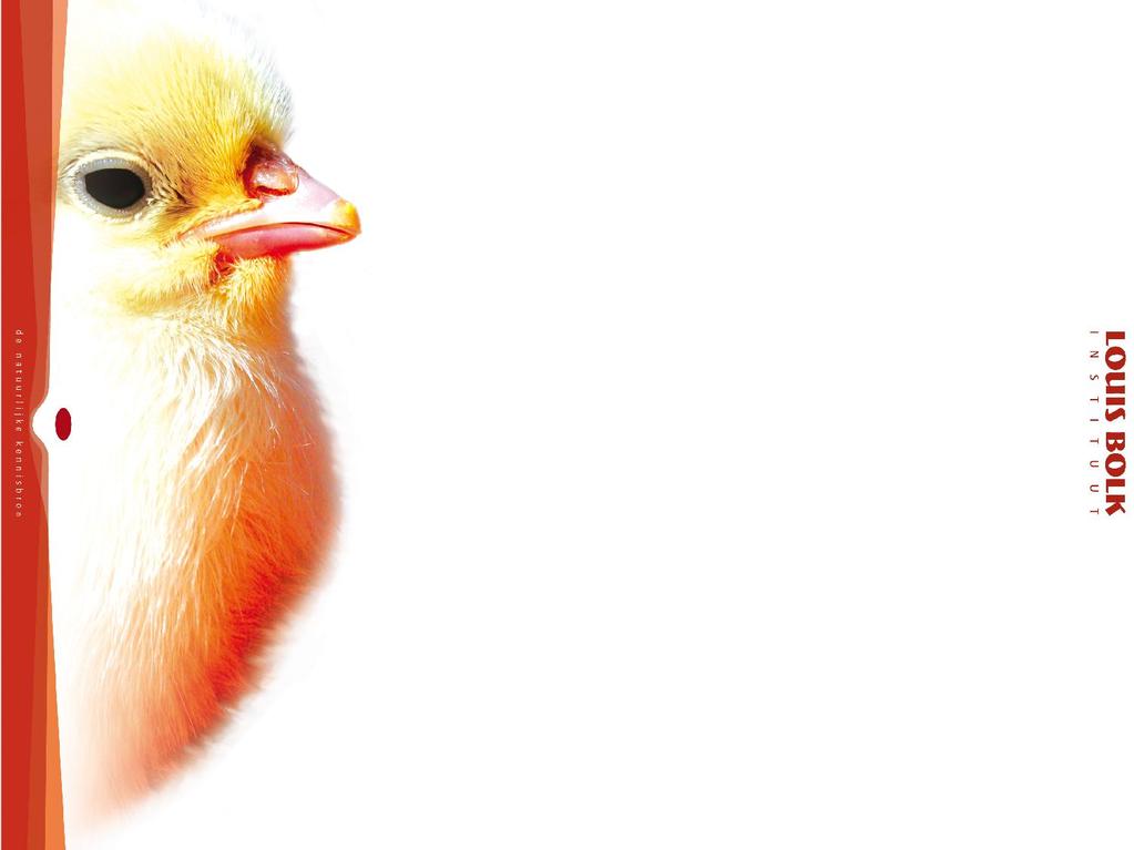 Organic more healthy? Van 2006-2008 een exploratief onderzoek naar mogelijke effecten op de gezondheid van twee soorten voer. De studie was met kippen, als model voor de mens.