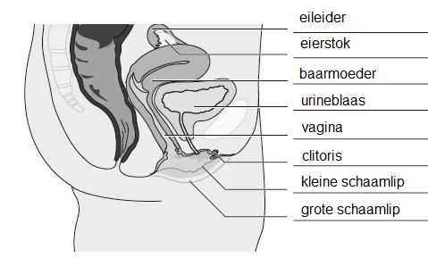 6 onderdeel urineuis zaadleider prostaat zaadlaasjes zaadallen ijallen zwellichamen omschrijving uis waardoor sperma het lichaam verlaat uis waardoor zaadcellen naar de urineuis gaan onderdeel dat