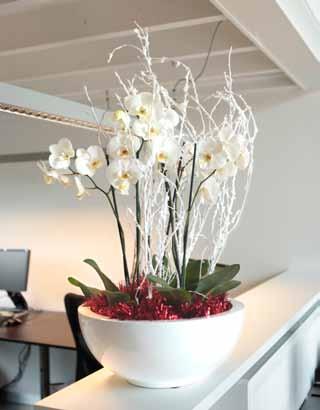 We presenteren u graag onze Christmas-orchids.