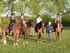 Huishoudelijk reglement van de Paardensportvereniging Laarwoud