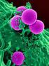 Meticilline Resistente Staphylococcus aureus MRSA