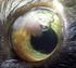 Het rode oog: diagnostiek en inschatting van de ernst